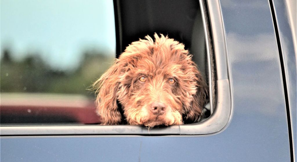 dog leaning out car window