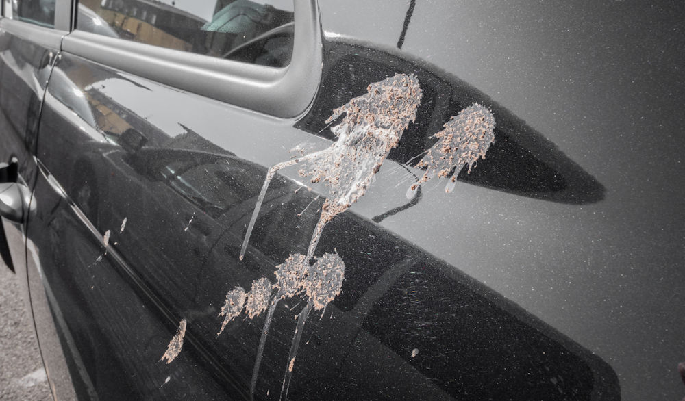 bird droppings on a car