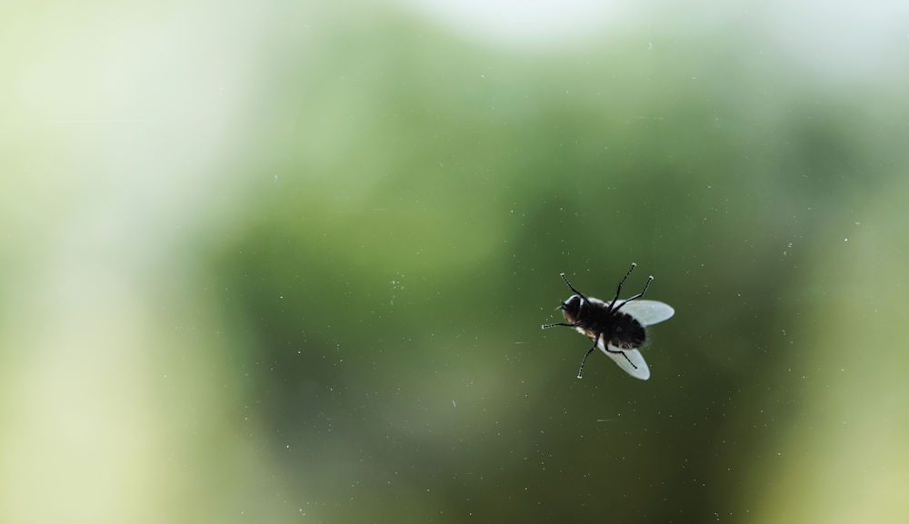 fly on the window
