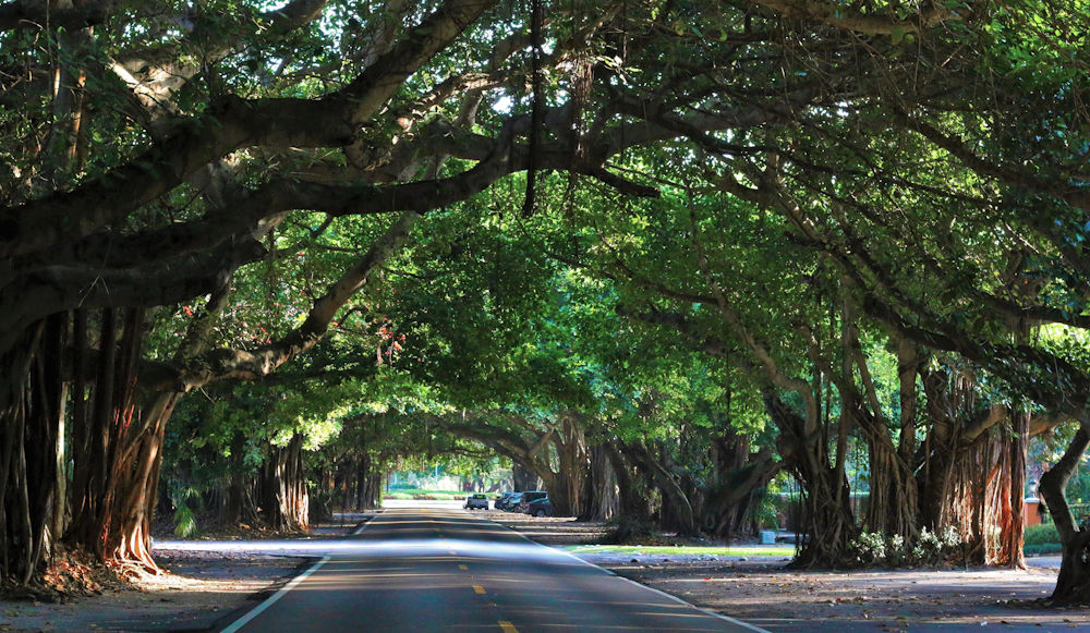 tree lined road