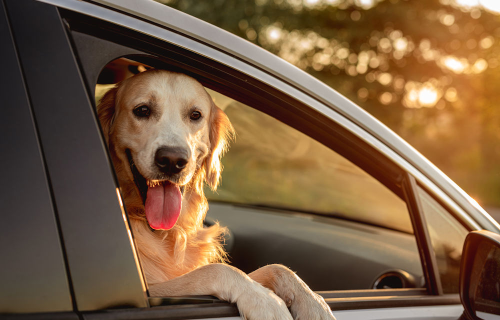 dog in the passenger seat