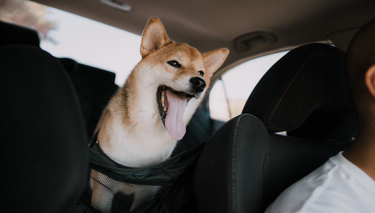 happy dog in the back seat